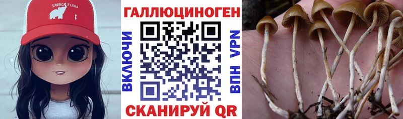 Псилоцибиновые грибы Psilocybine cubensis  Зеленогорск 